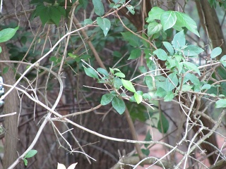 IMG 0010