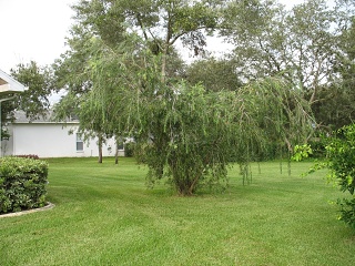 IMG 0336