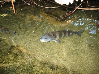 IMG 0438