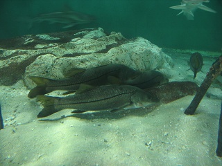 IMG 0452