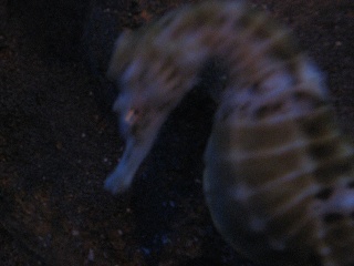 IMG 0491