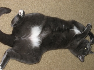 IMG 0235